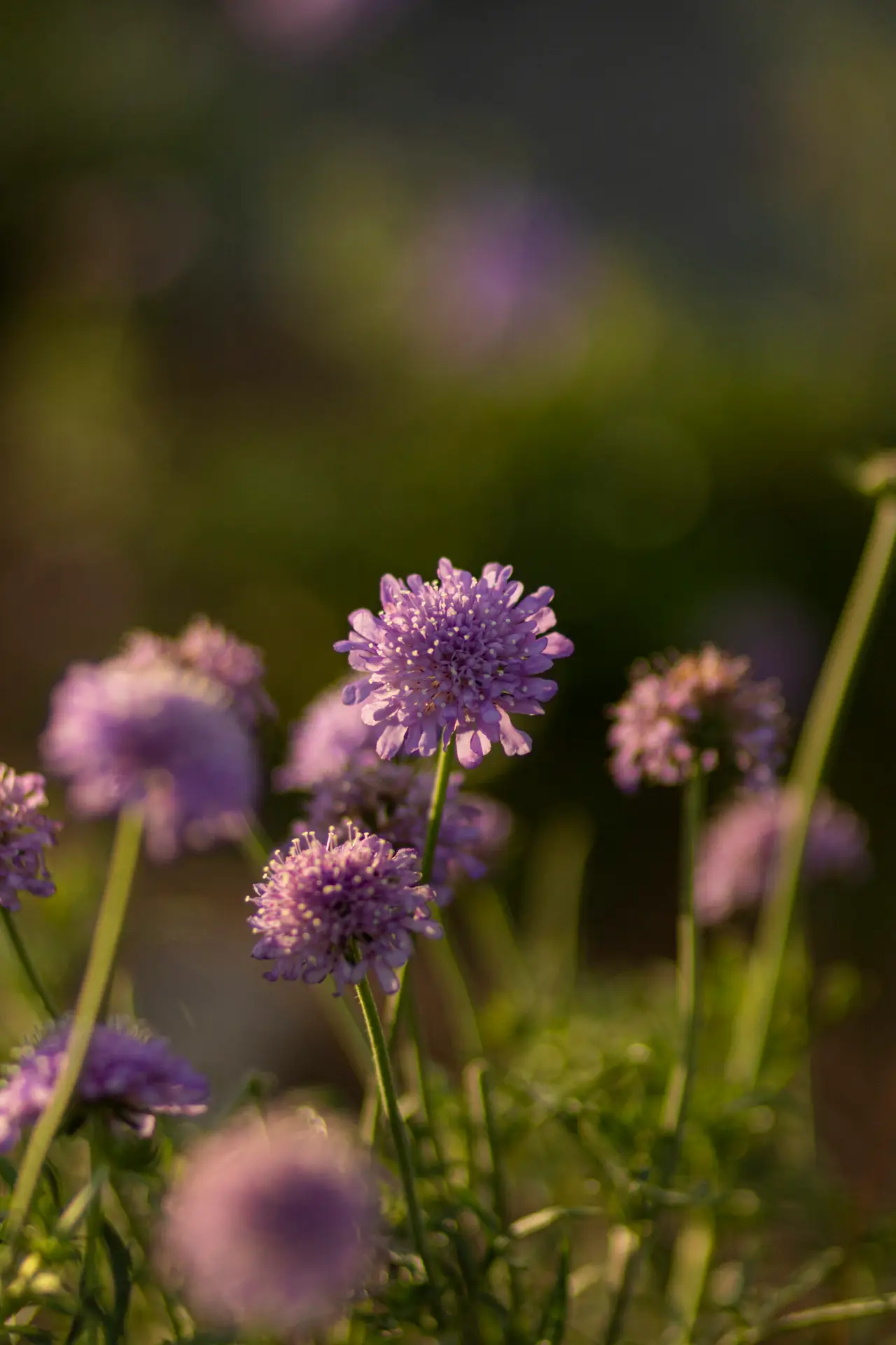 30-Minute Custom Tailored Meditation