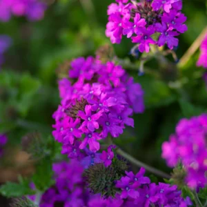 15-Minute Custom Tailored Meditation