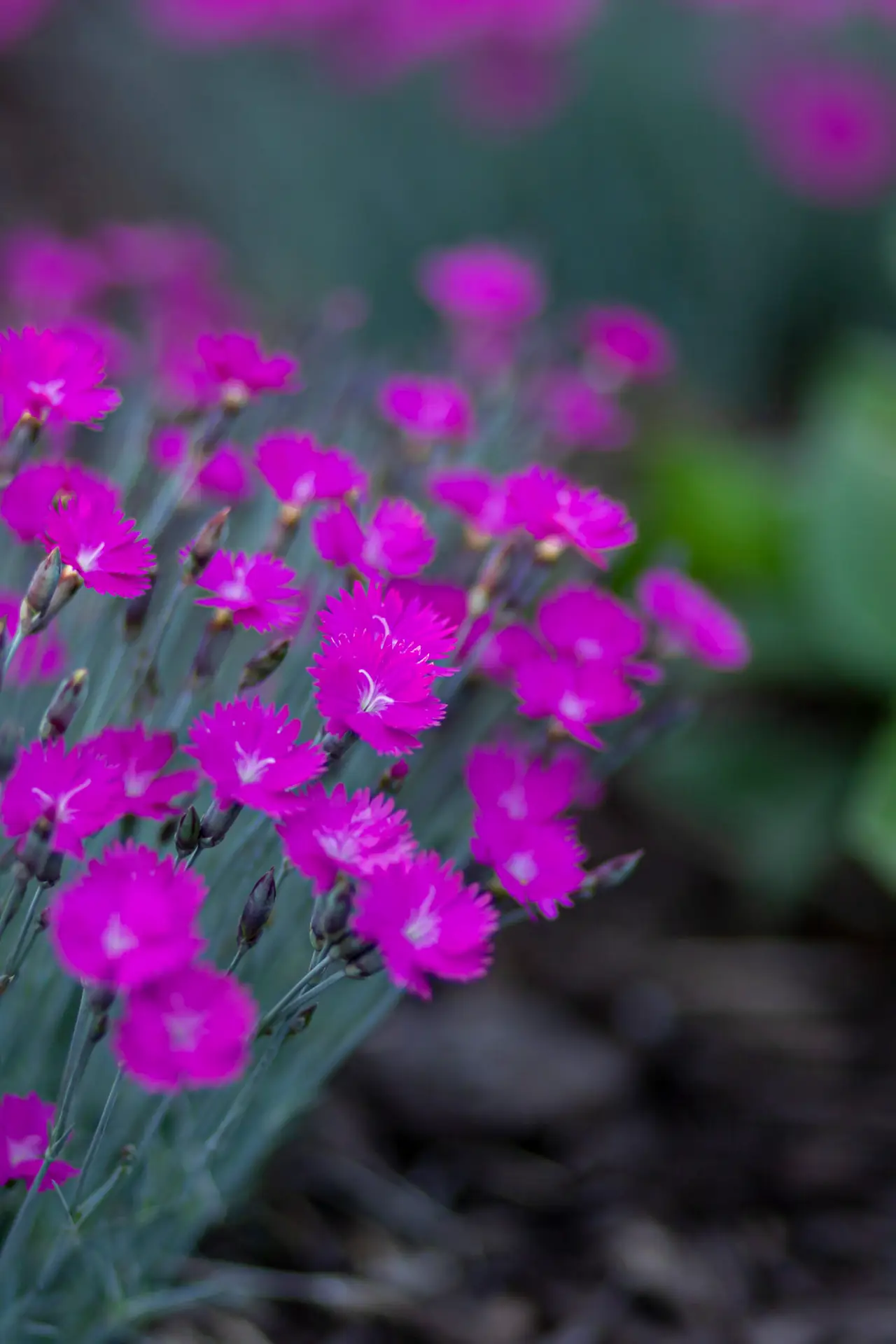 60-Minute Custom Tailored Meditation